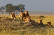 Safari privé Karibuni Ndefu