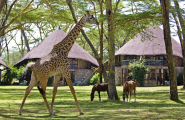 Safari privé Karibuni Ndefu