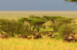 Safari Swala Tanzanie