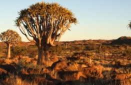 Grand tour de Namibie et du Kalahari