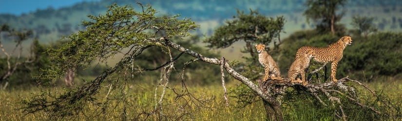 Safari Swala Duma Tanzanie