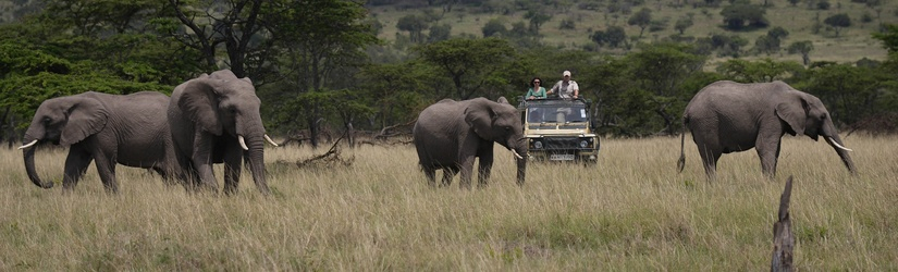 Safari privé Swala Tembo Tanzanie